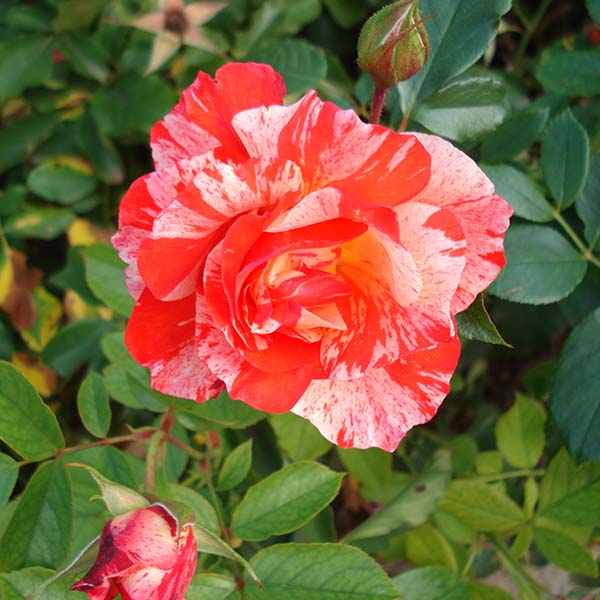 Buy Rose Plants That Actually Thrive in Hungarian Gardens
