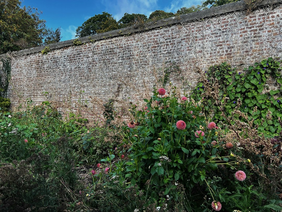 7 Best Climbing Roses to Dress Your Walls and Fences in 2026