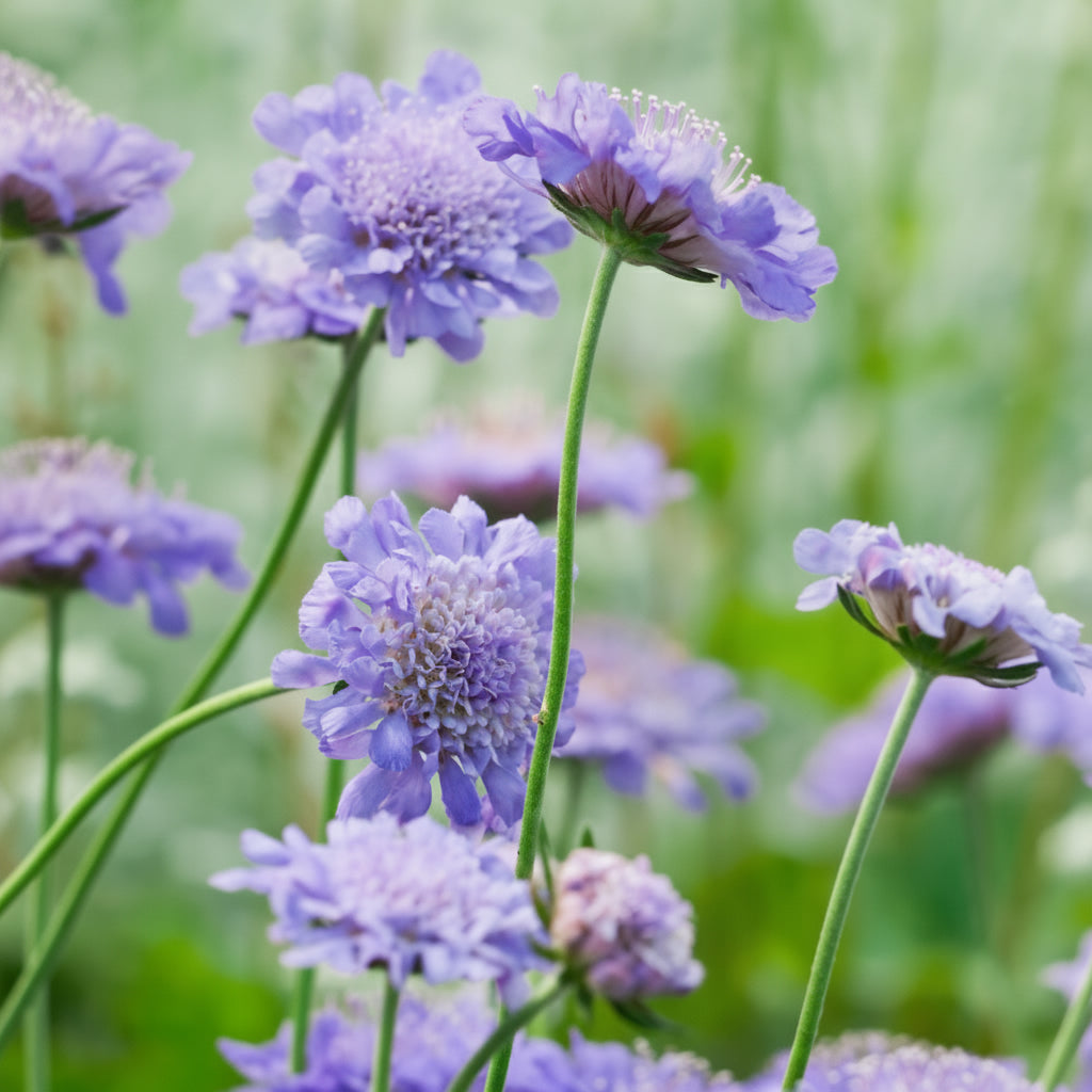 Scabiosa