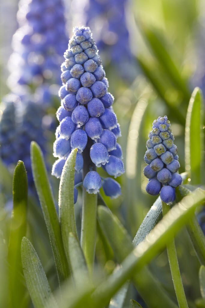 Muscari