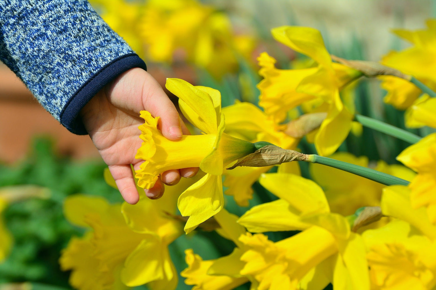 Daffodils Through the Season: A Beginner's Complete Guide