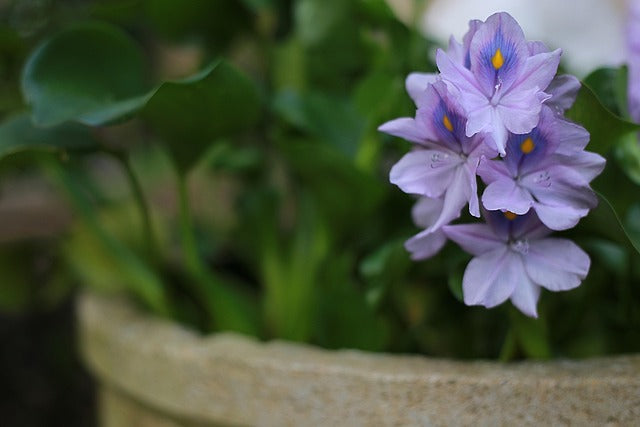 Pots vs. Full Garden Soil: A Complete Guide to Growing Plants and Flowers the Right Way