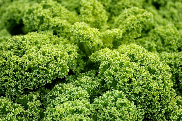 Five Winter Vegetables Worth Sowing Across Europe This September