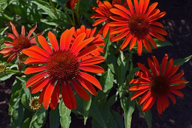 2026 Guide to Drought-Tolerant Plants for a Low-Maintenance Summer Garden