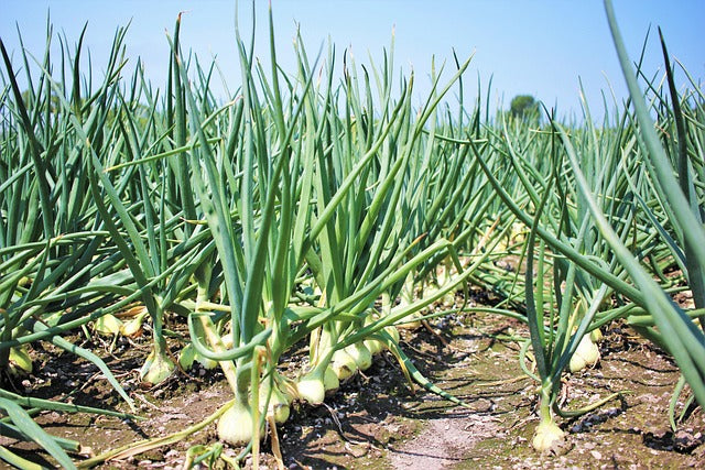 Why Autumn-Planted Organic Onion Sets Outperform Spring-Sown Every Time