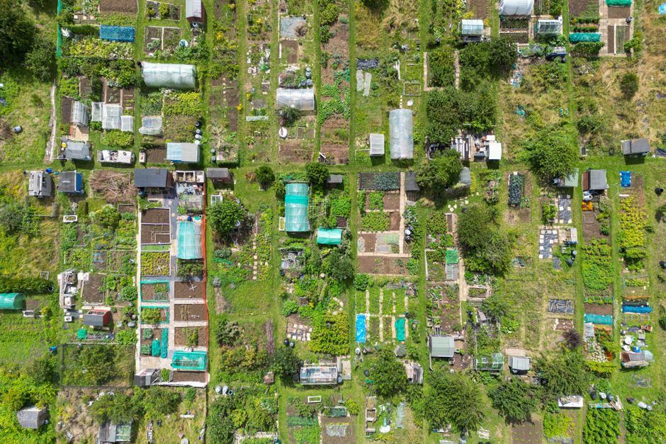 Does No-Dig Gardening Actually Work for Hungarian Home Plots?
