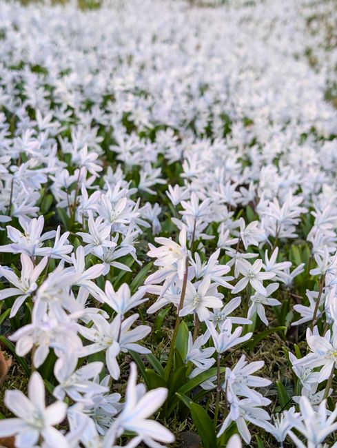 How to Grow, Harvest and Protect Chionodoxa in Your Garden