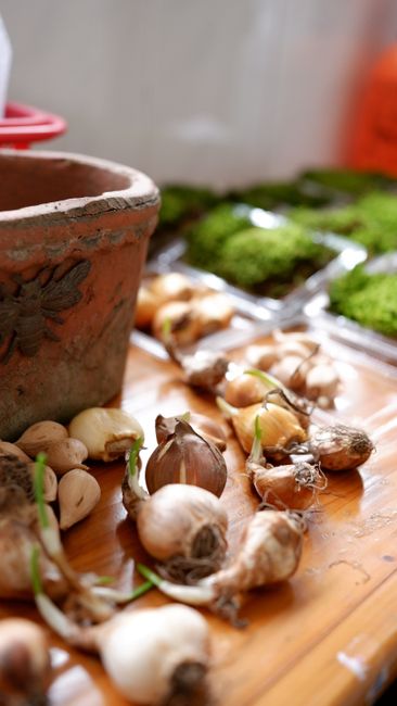 Why Gardeners Are Buying Bulbs Online Instead of in Stores