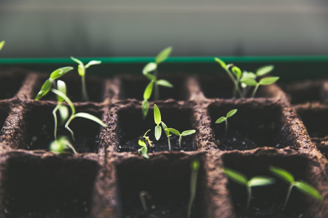 Germinate Now, Flower from 2027 and Return Every Year