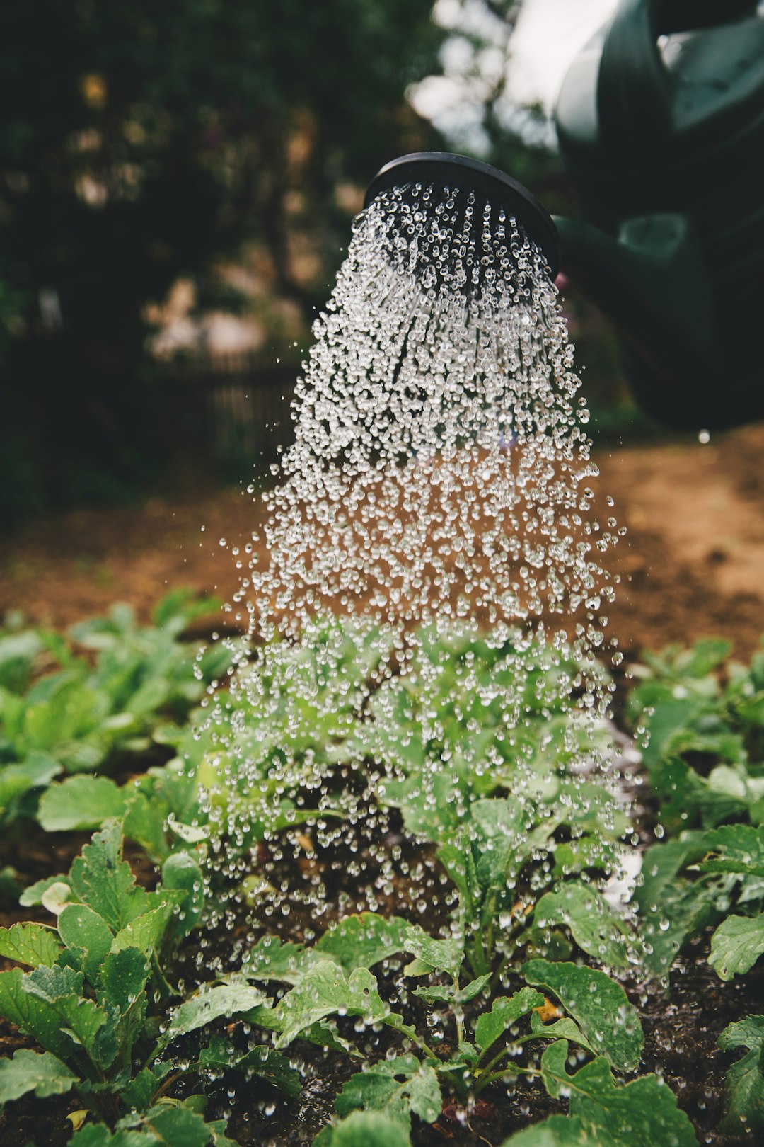 Overwatering vs. Underwatering: How to Know Which One Is Killing Your Plant