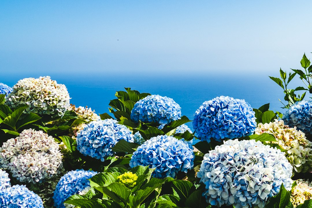 Hydrangeas: A Complete Guide to Planting, Growing, Pruning and Beautiful Blooms