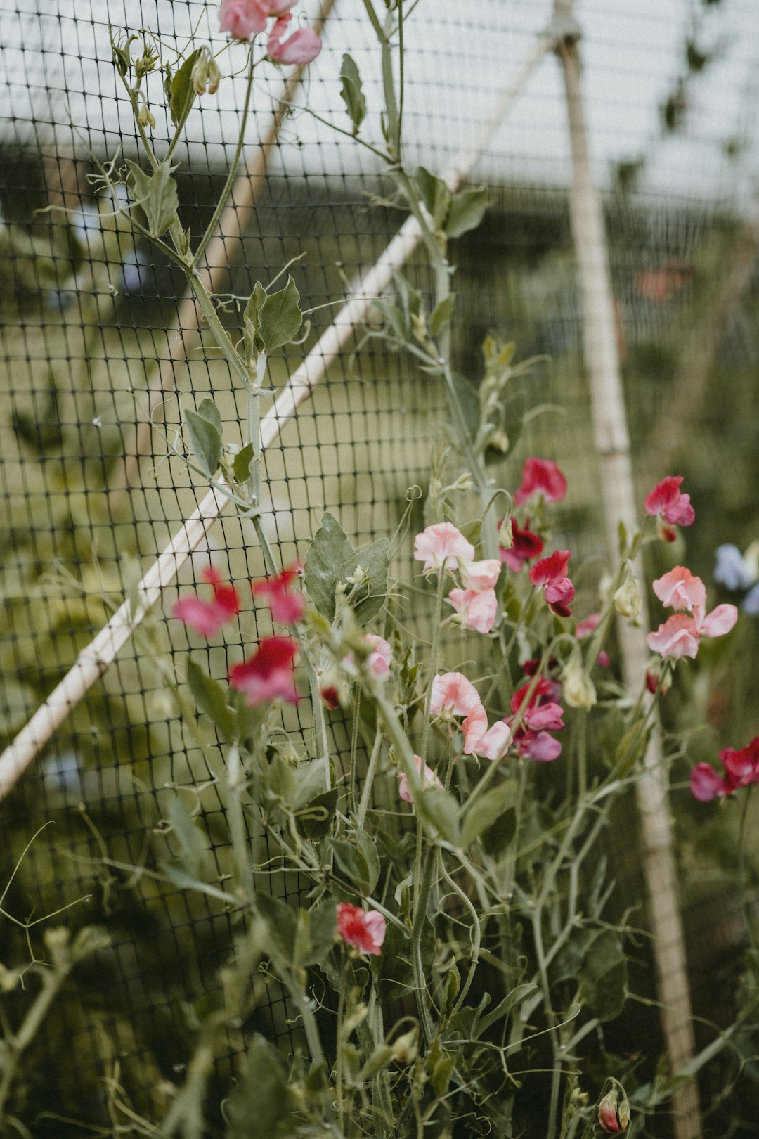 How to Grow, Harvest and Protect Sweet Peas: The Complete 2026 Guide