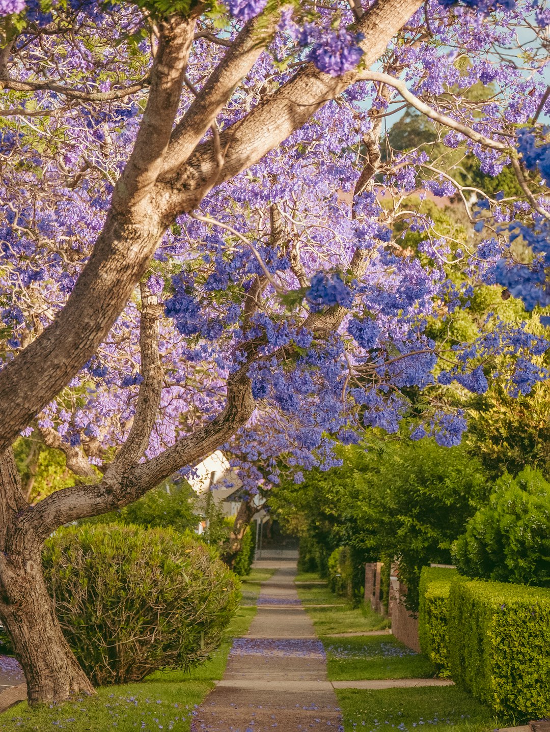 7 Best Ornamental Garden Trees to Anchor Your Planting in 2026