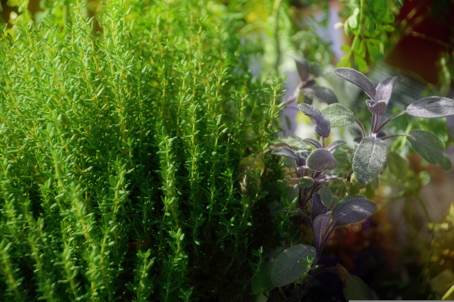 Ten Drought-Tolerant Plants That Thrive in Hot European Summers
