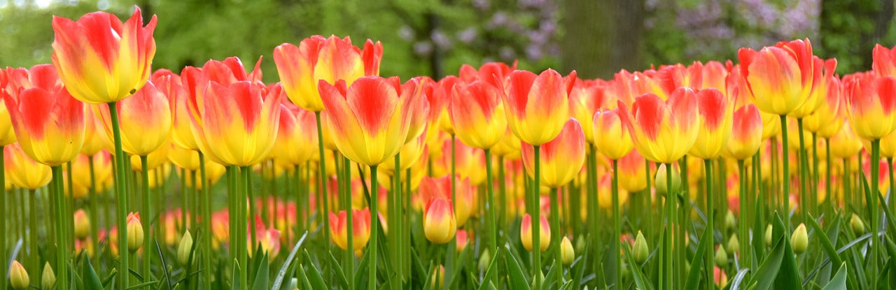Garden Plants