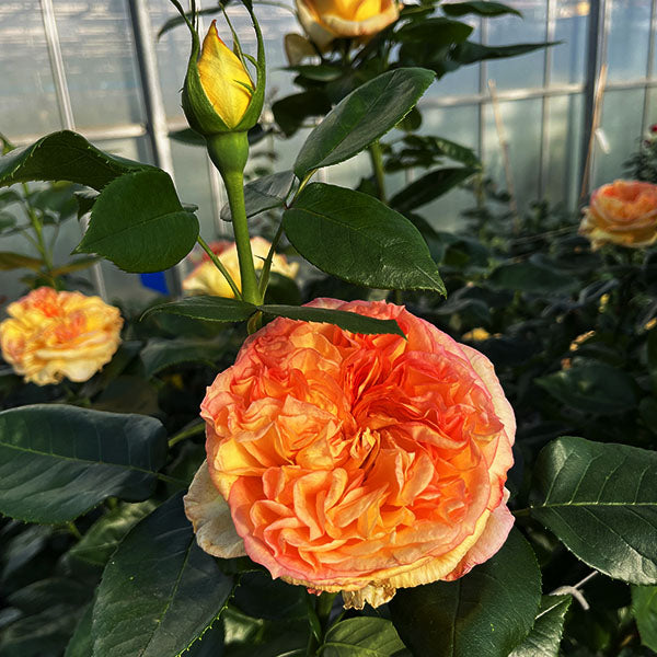 Hybrid Tea Rose