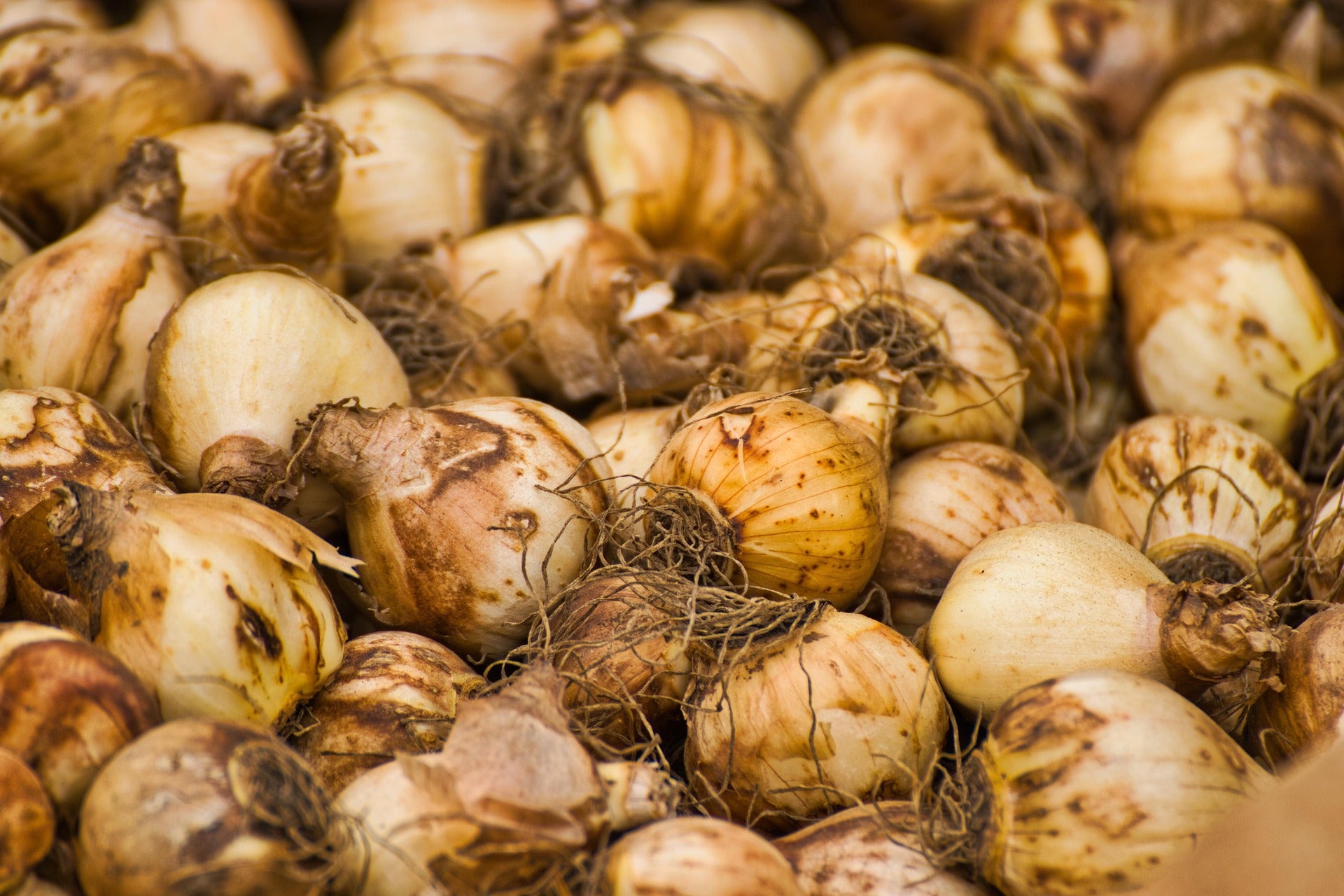 Bulbs & Seasonal Roots