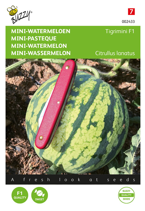 Mini Pastèque - Tigrimini F1 - 6 Graines