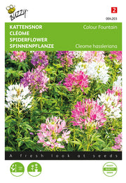 Spinnenblume – Colour Fountain – 0,5 g