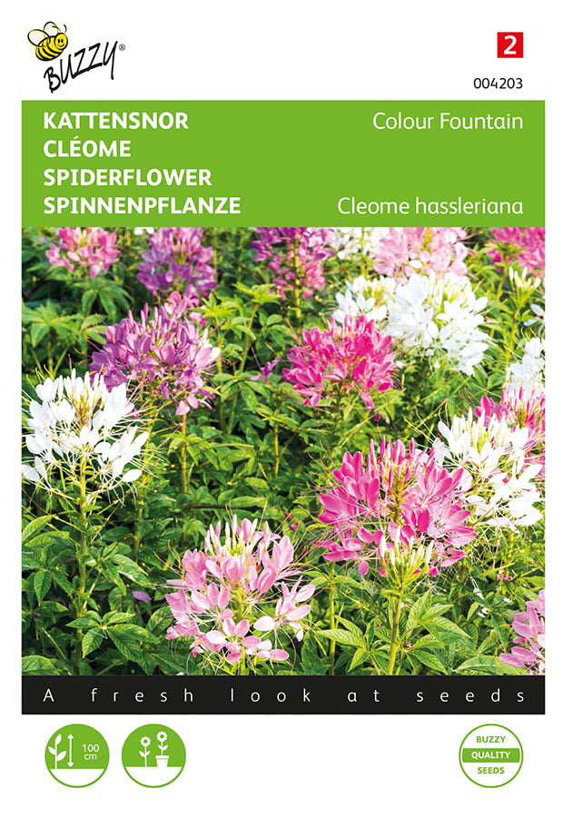 Cleome – Colour Fountain – 0,5 g