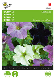 Petunie – Sophistica – 10 Samen