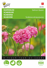 Scabiosa - Reine Saumon - 0,5g