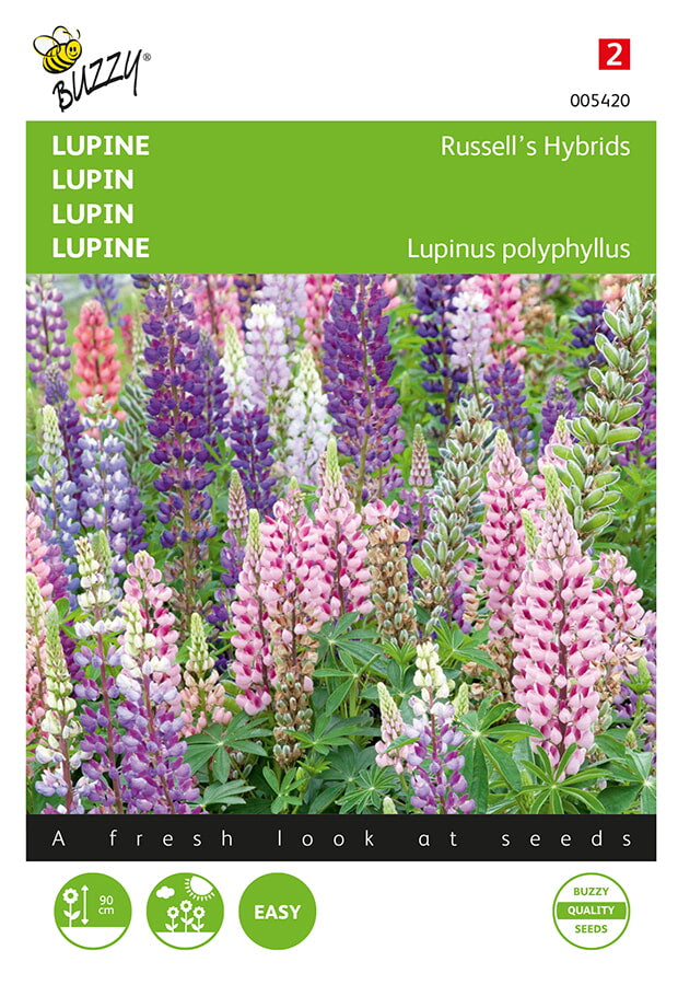 Lupin - Hybrides de Russell - 2g