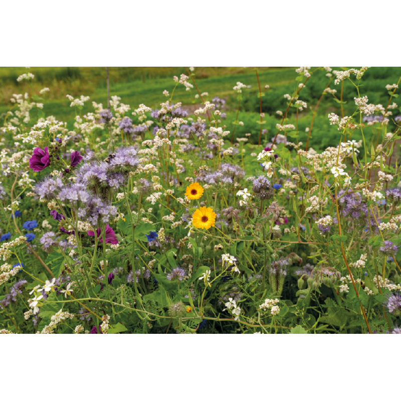 Friendly Flowers XL – BIO Tübinger Mengsel – 50 m²