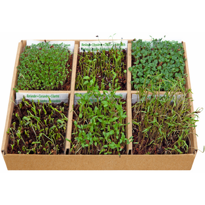 Starter Kit - Edible Flowers - Grow & Decorate