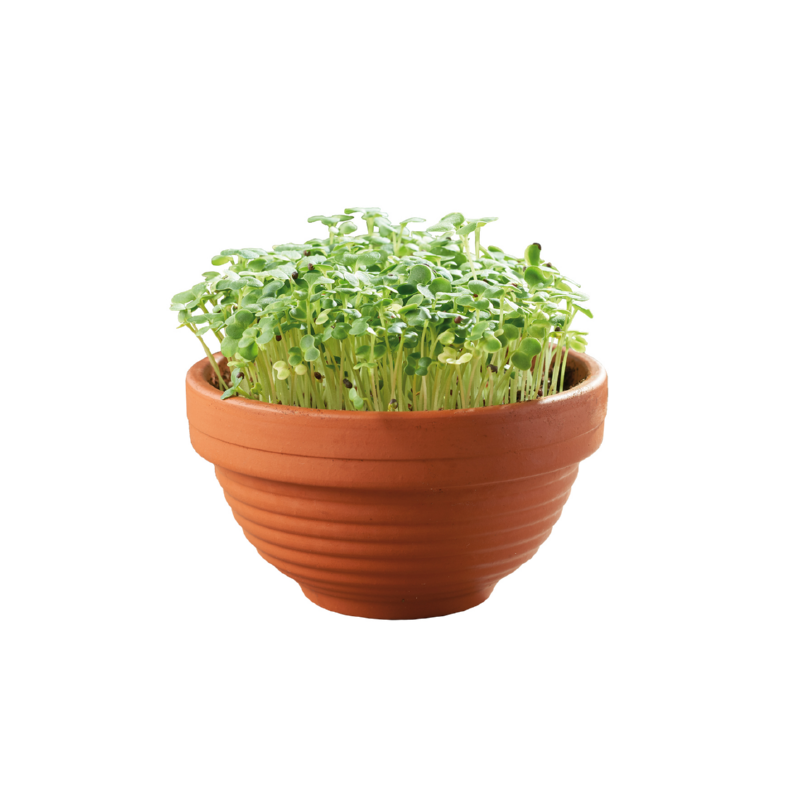 Zaai & Groei kit - Micro Tuin - Japanse Tatsoi