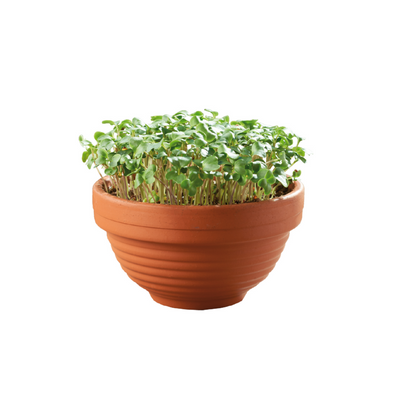 Sow & Grow Kit - Micro Garden - Curly Kale