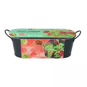 Small Garden - Venus Fly Trap - 10 Seeds