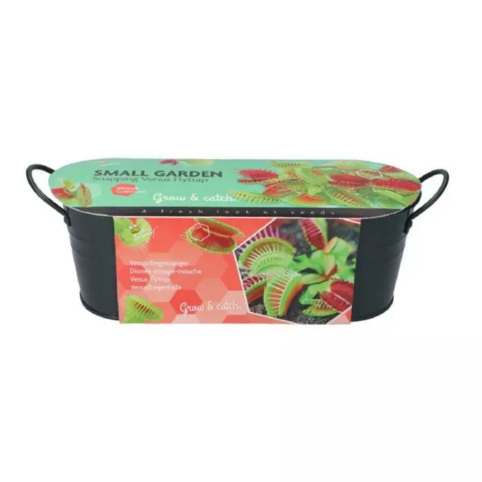 Small Garden - Venus Fly Trap - 10 Seeds