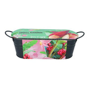 Petit Jardin - Banane Rose - 10-15 Graines