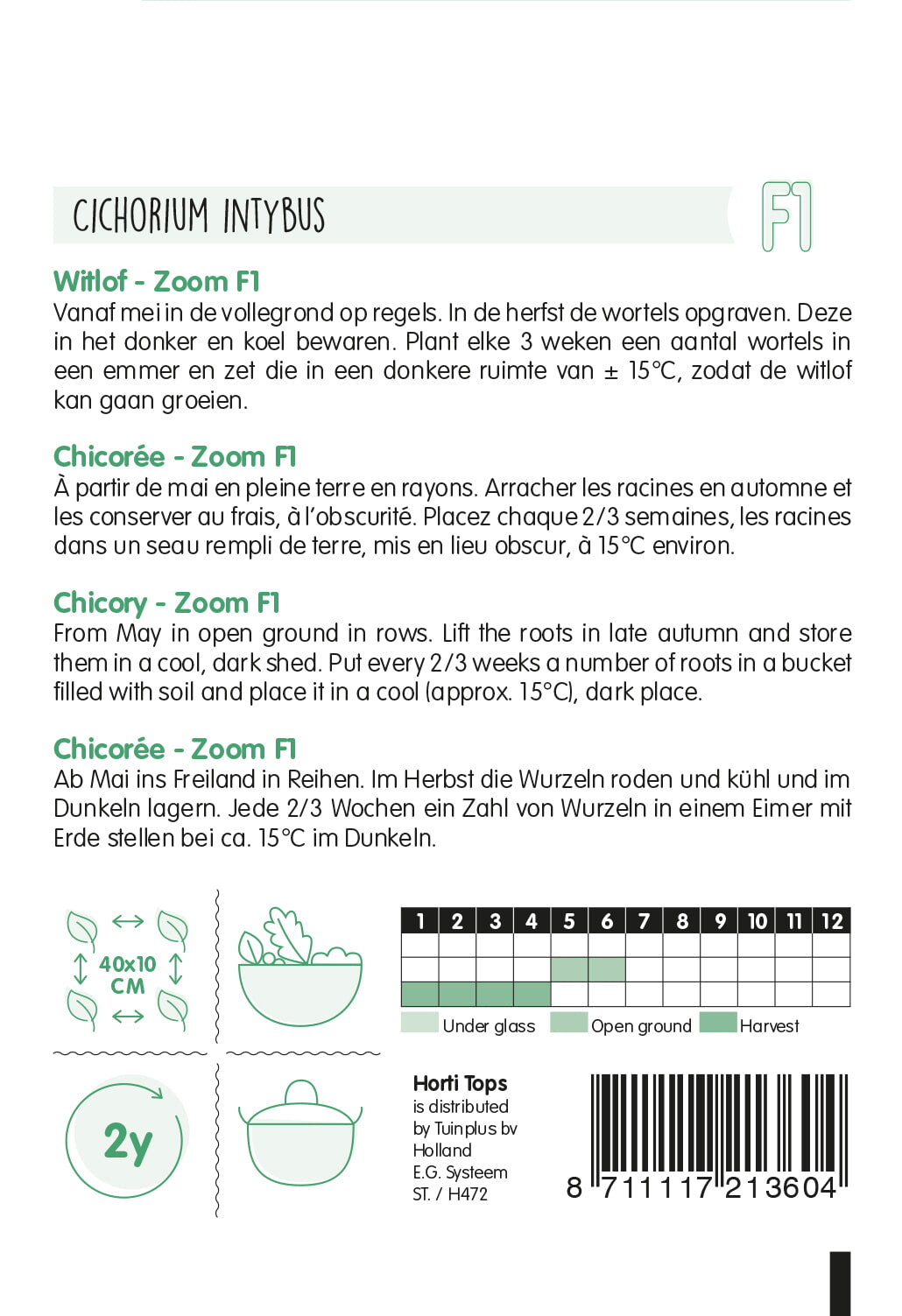Chicory Brussels - Bingo - 2 g