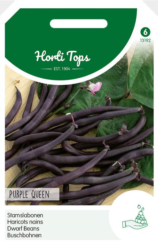 Dwarf Beans - Purple Queen - 100 g