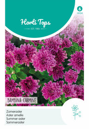Zomer Aster - Bambina Carmine - 20 Zaden