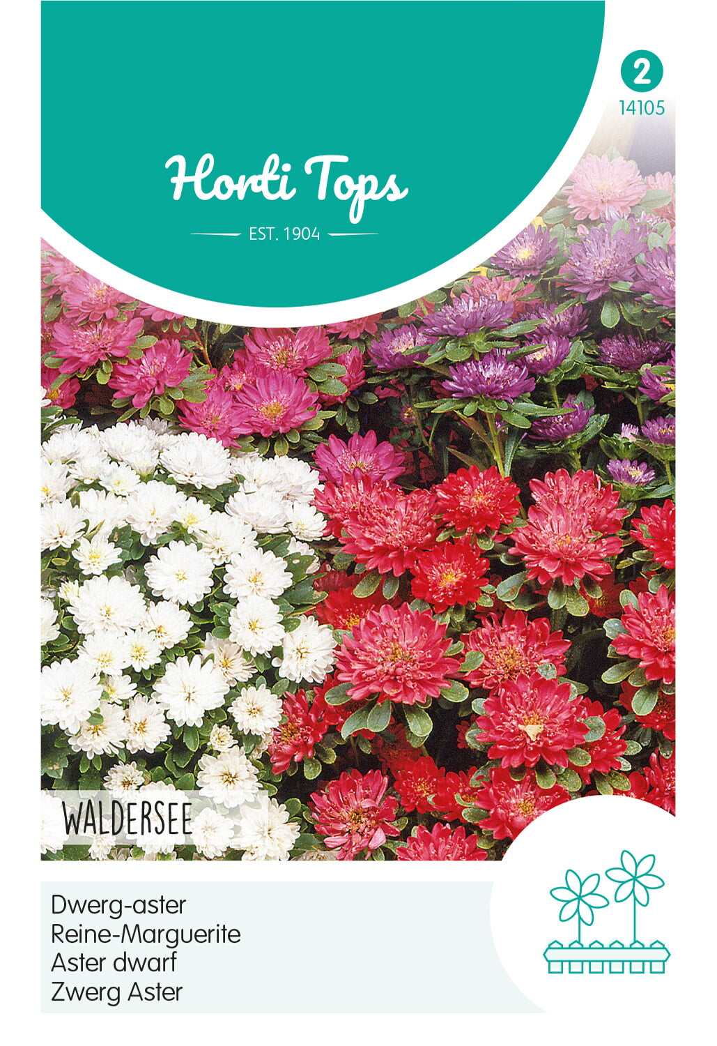 Aster Dwarf - Waldersee - 0,4g