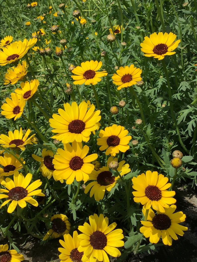 Corn Marigold - Eldorado - 1g