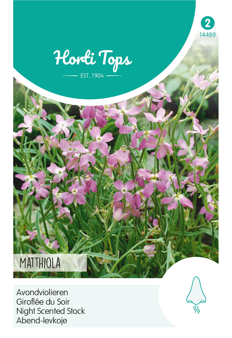 Night Scented Stock - Pink - 0,15g