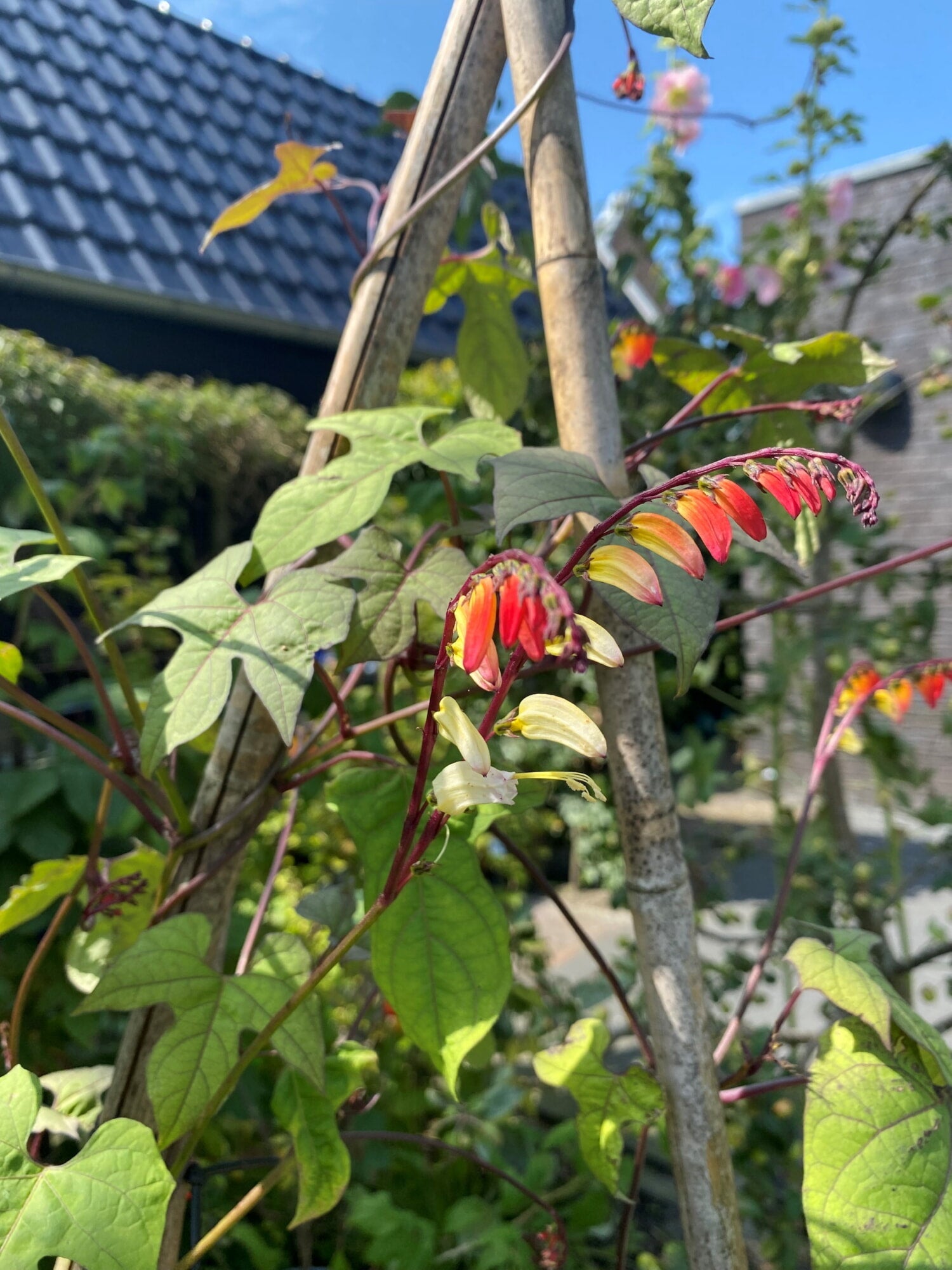 Drapeau espagnol - Quamoclit - 1,5 g