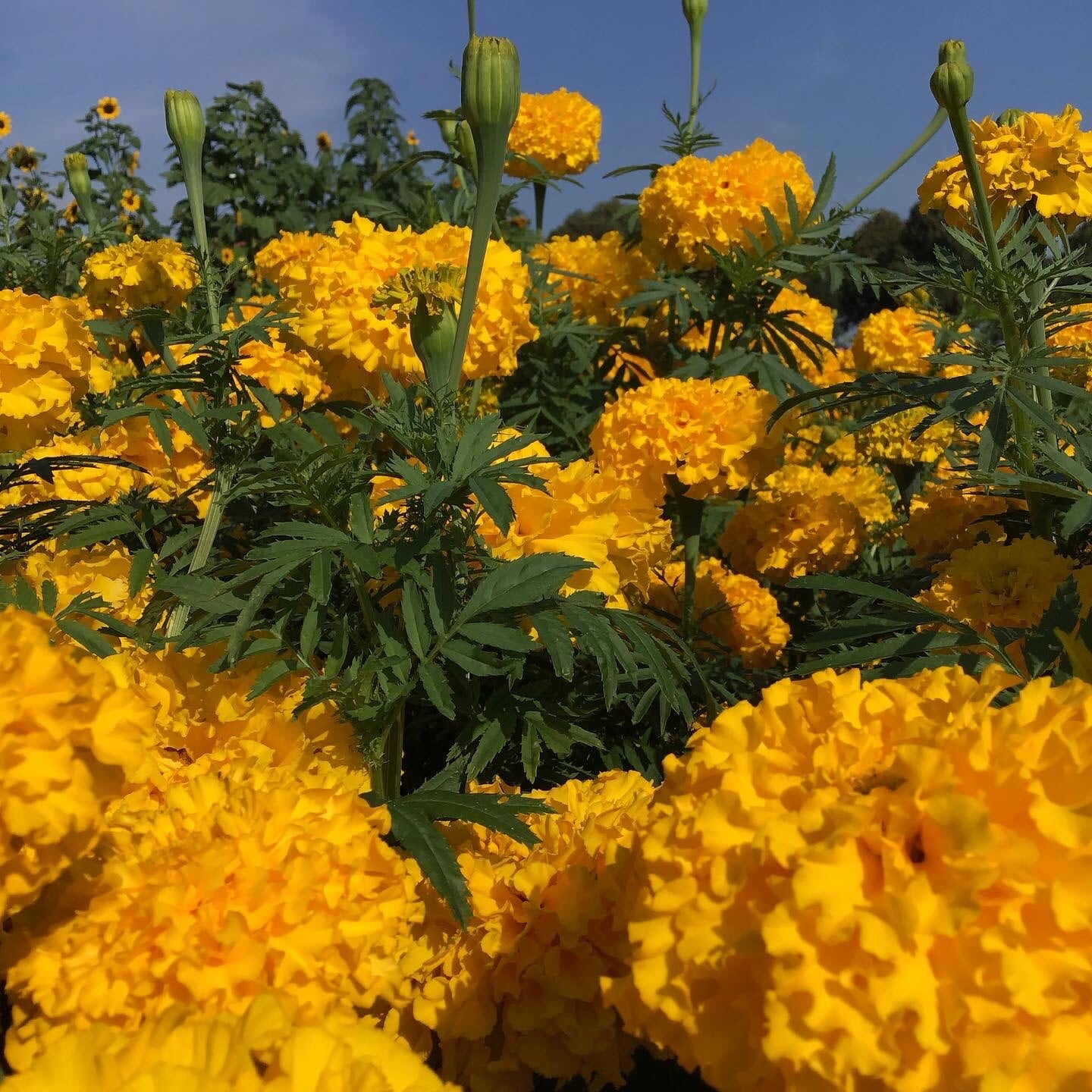 Rose d’Inde – Yellow Supreme – 1 g