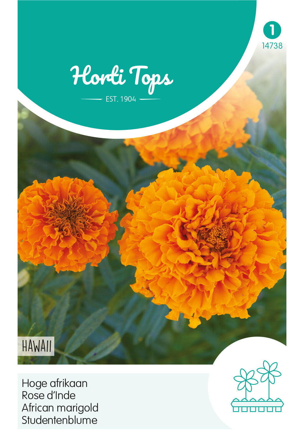 Afrikanische Studentenblume – Hawaii Orange – 1 g