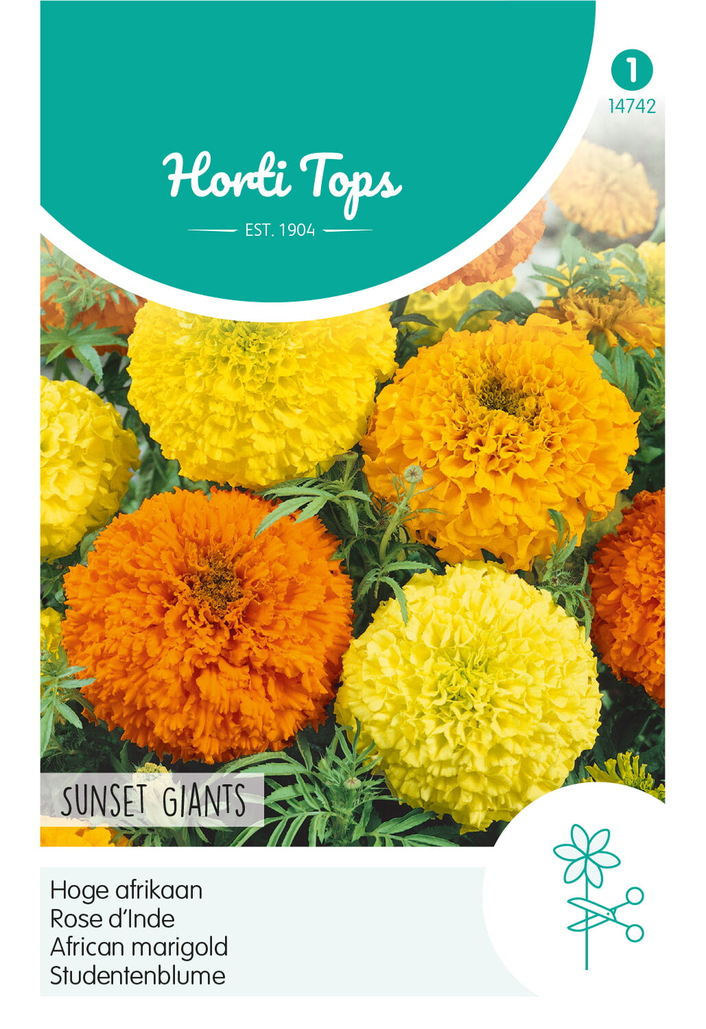 Afrikaans afrikaantje – Sunset Giants – 1 g