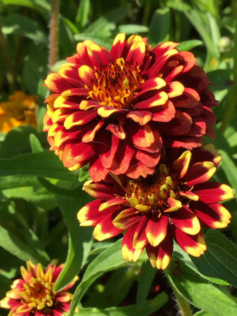 Zinnia - Persian Carpet - 0,75g