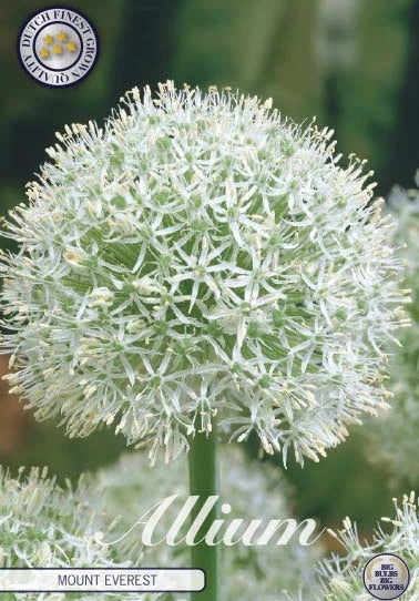 Allium - Mount Everest - 24/+