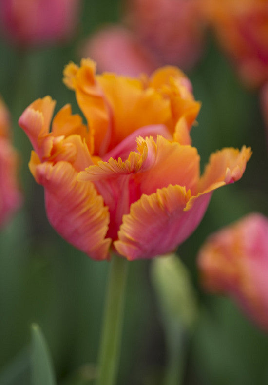 Tulip Parrot - Amazing Parrot - 12/+