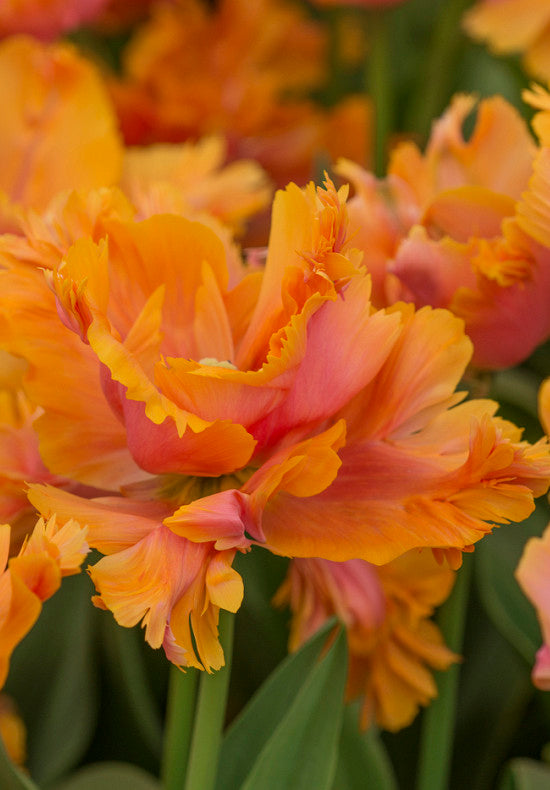 Tulip Parrot - Amazing Parrot - 12/+