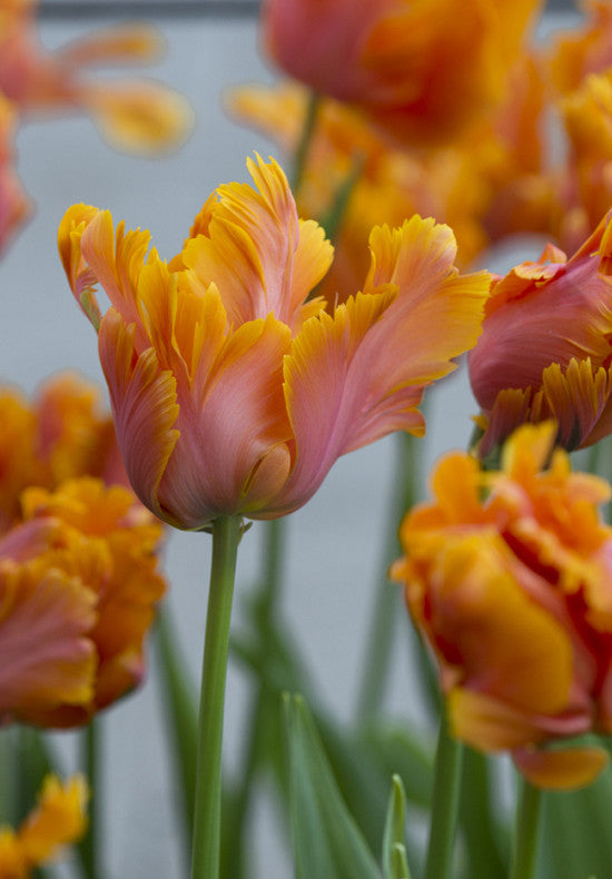 Tulip Parrot - Amazing Parrot - 12/+