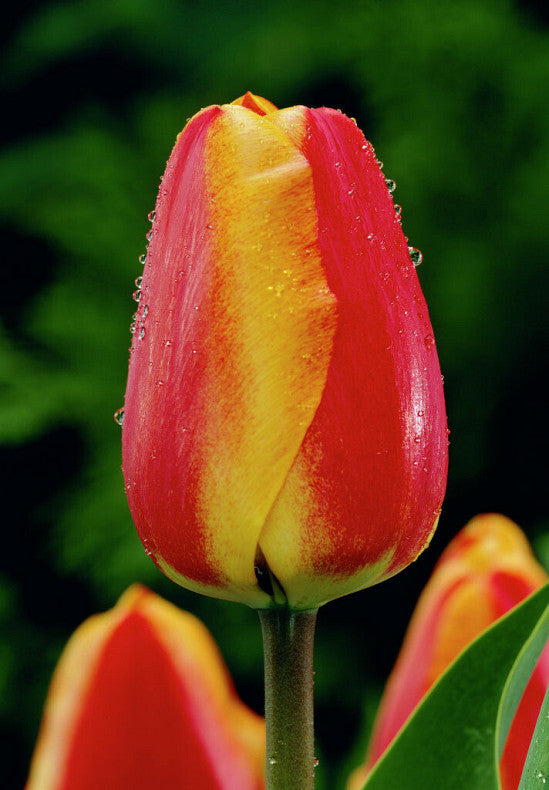 Tulip Darwin Hybride -  Apeldoorn&